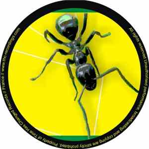 Luciano Garrido - Never Bug The Ant EP download mp3 flac