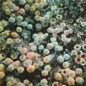 Scrase - Heart download free